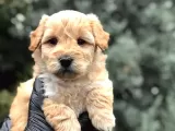 Apricot Dişi Maltipoo Yavrumuz Teslime Hazır