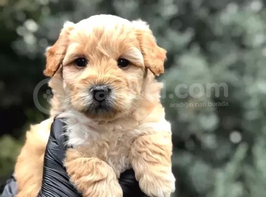 Apricot Dişi Maltipoo Yavrumuz Teslime Hazır görsel
