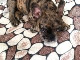 3 Aylik French Bulldog Kizimiza Yeni̇ Sahi̇p Ariyoruz