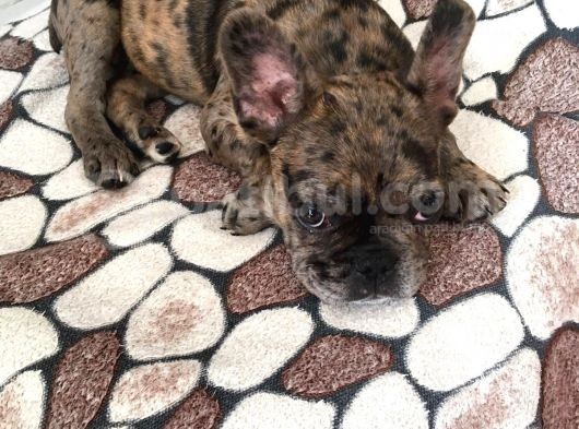 3 Aylik French Bulldog Kizimiza Yeni̇ Sahi̇p Ariyoruz görsel