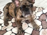 3 Aylik French Bulldog Kizimiza Yeni̇ Sahi̇p Ariyoruz