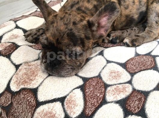 3 Aylik French Bulldog Kizimiza Yeni̇ Sahi̇p Ariyoruz görsel