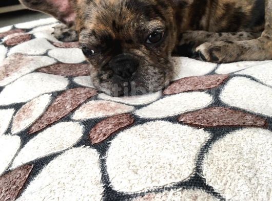 3 Aylik French Bulldog Kizimiza Yeni̇ Sahi̇p Ariyoruz görsel