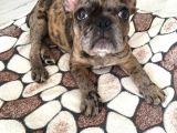 3 Aylik French Bulldog Kizimiza Yeni̇ Sahi̇p Ariyoruz