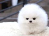 Ayı Surat Pomeranian Boo Yavrularımız