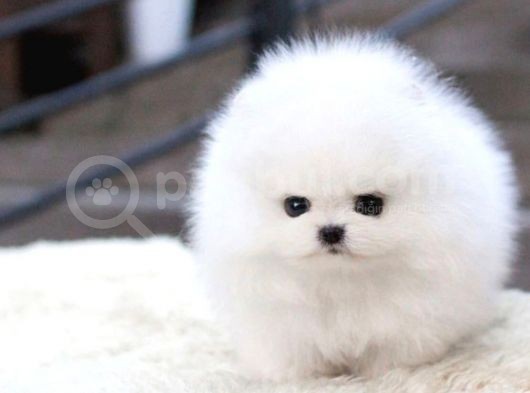 Ayı Surat Pomeranian Boo Yavrularımız görsel