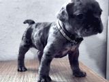 3 Aylik French Bulldog Kizimiza Yeni̇ Sahi̇p Ariyoruz
