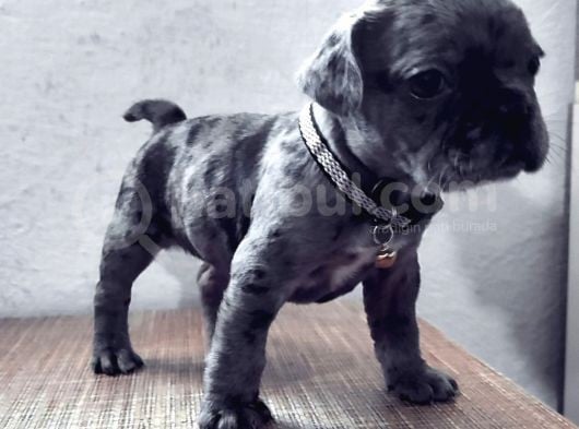 3 Aylik French Bulldog Kizimiza Yeni̇ Sahi̇p Ariyoruz görsel