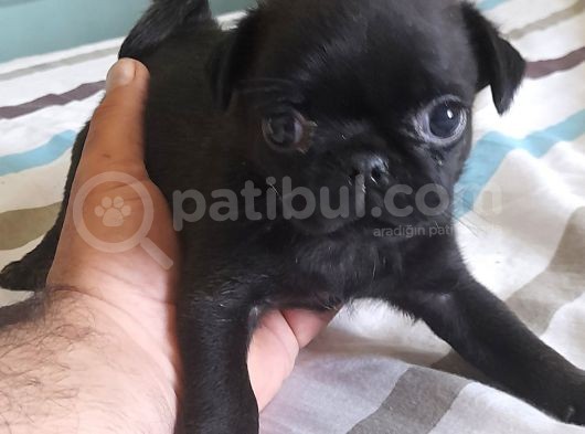 Safkan Pug Mops Yavrular görsel