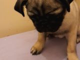 Safkan Pug Mops Yavrular