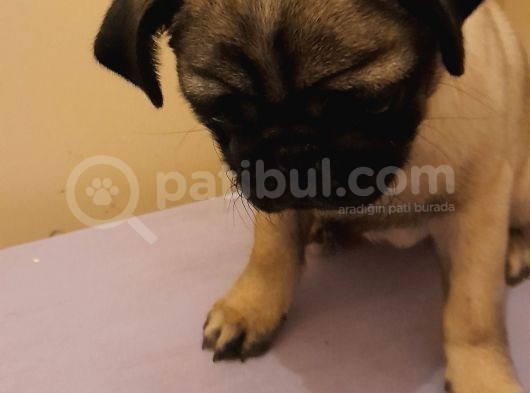 Safkan Pug Mops Yavrular görsel