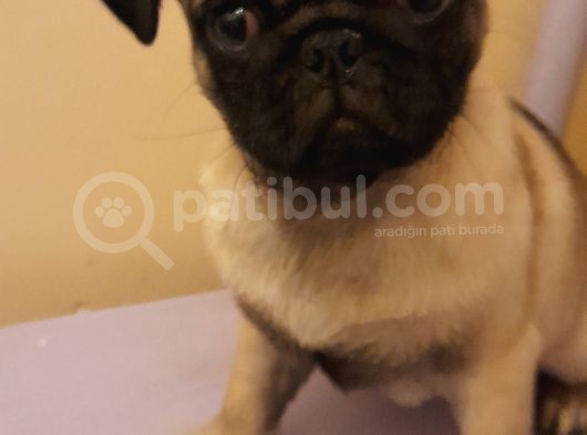 Safkan Pug Mops Yavrular görsel