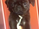 Safkan Pug Mops Yavrular