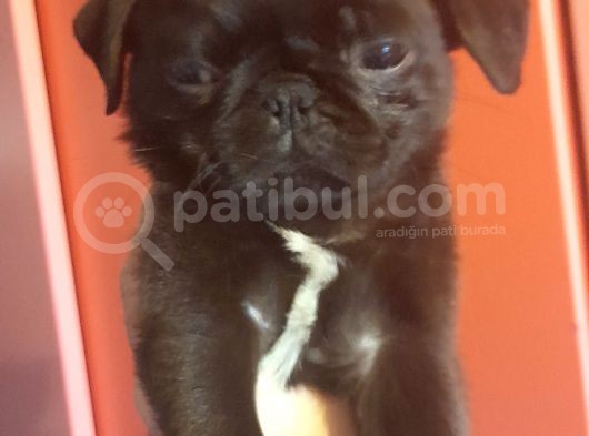 Safkan Pug Mops Yavrular