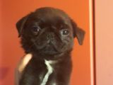 Safkan Pug Mops Yavrular