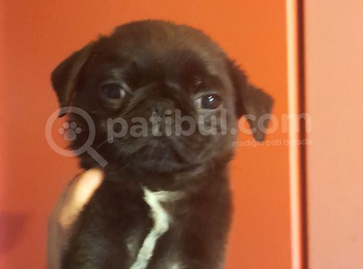 Safkan Pug Mops Yavrular görsel