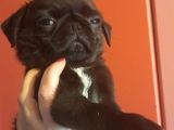 Safkan Pug Mops Yavrular