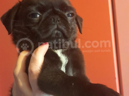 Safkan Pug Mops Yavrular görsel