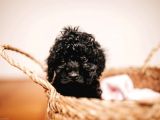 Black ( Si̇yah ) Toy Poodle Yavrumuz