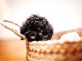 Black ( Si̇yah ) Toy Poodle Yavrumuz