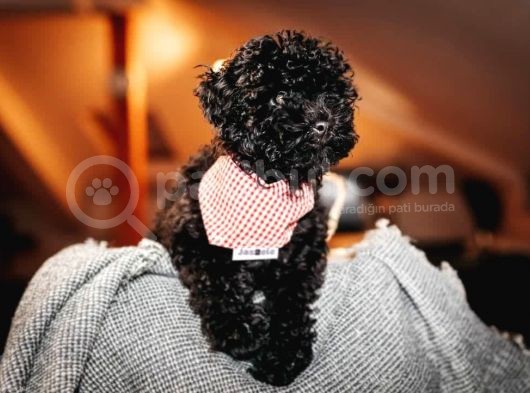 Black ( Si̇yah ) Toy Poodle Yavrumuz görsel