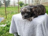 Black Merle Muhteşem Oğlumuz