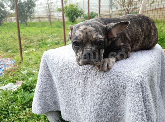 Black Merle Muhteşem Oğlumuz görsel