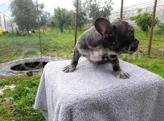 Black Merle Muhteşem Oğlumuz görsel
