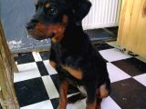 Sevimli Rottweiler yavrular 