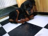 Sevimli Rottweiler Yavrular 