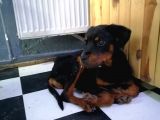 Sevimli Rottweiler Yavrular 