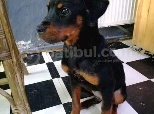 Sevimli Rottweiler Yavrular  görsel