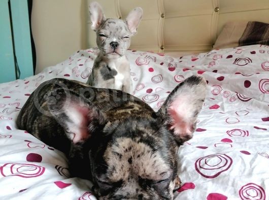 Black Merle Muhteşem Oğlumuz görsel