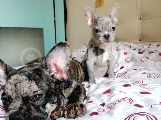Black Merle Muhteşem Oğlumuz görsel