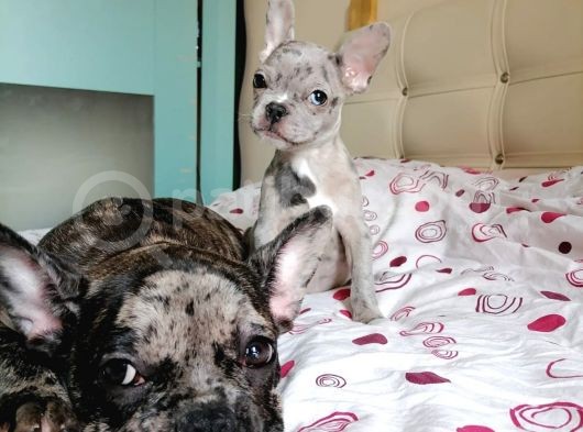 Black Merle Muhteşem Oğlumuz görsel