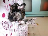 Black Merle Muhteşem Oğlumuz
