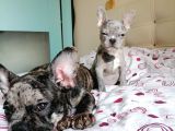 Black Merle Muhteşem Oğlumuz