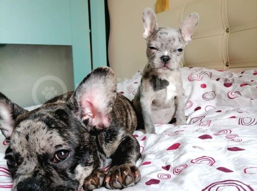 Black Merle Muhteşem Oğlumuz görsel