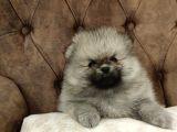 Yerli̇ Üreti̇m Pomerani̇an Boo Yavrularimiz