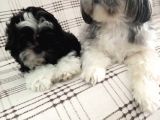 2 Aylık Yavru Shihtzu
