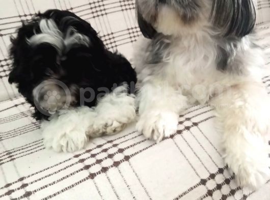 2 Aylık Yavru Shihtzu görsel