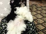 2 Aylık Yavru Shihtzu