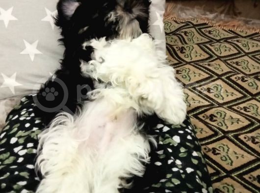 2 Aylık Yavru Shihtzu görsel
