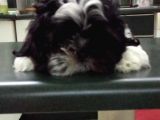 2 Aylık Yavru Shihtzu