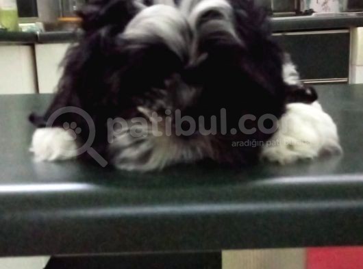 2 Aylık Yavru Shihtzu görsel