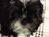 2 Aylık Yavru Shihtzu