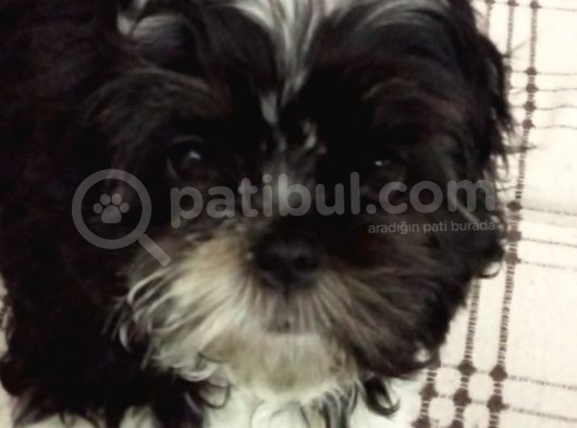 2 Aylık Yavru Shihtzu görsel