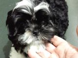 2 Aylık Yavru Shihtzu