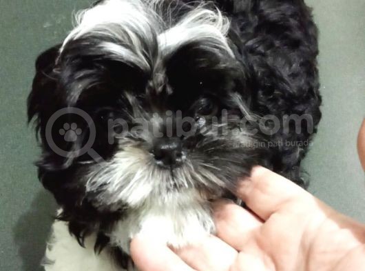 2 Aylık Yavru Shihtzu görsel