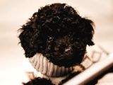 Black ( Si̇yah ) Toy Poodle Yavrumuz